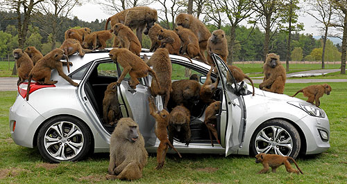 Hyundai unleashes the baboons